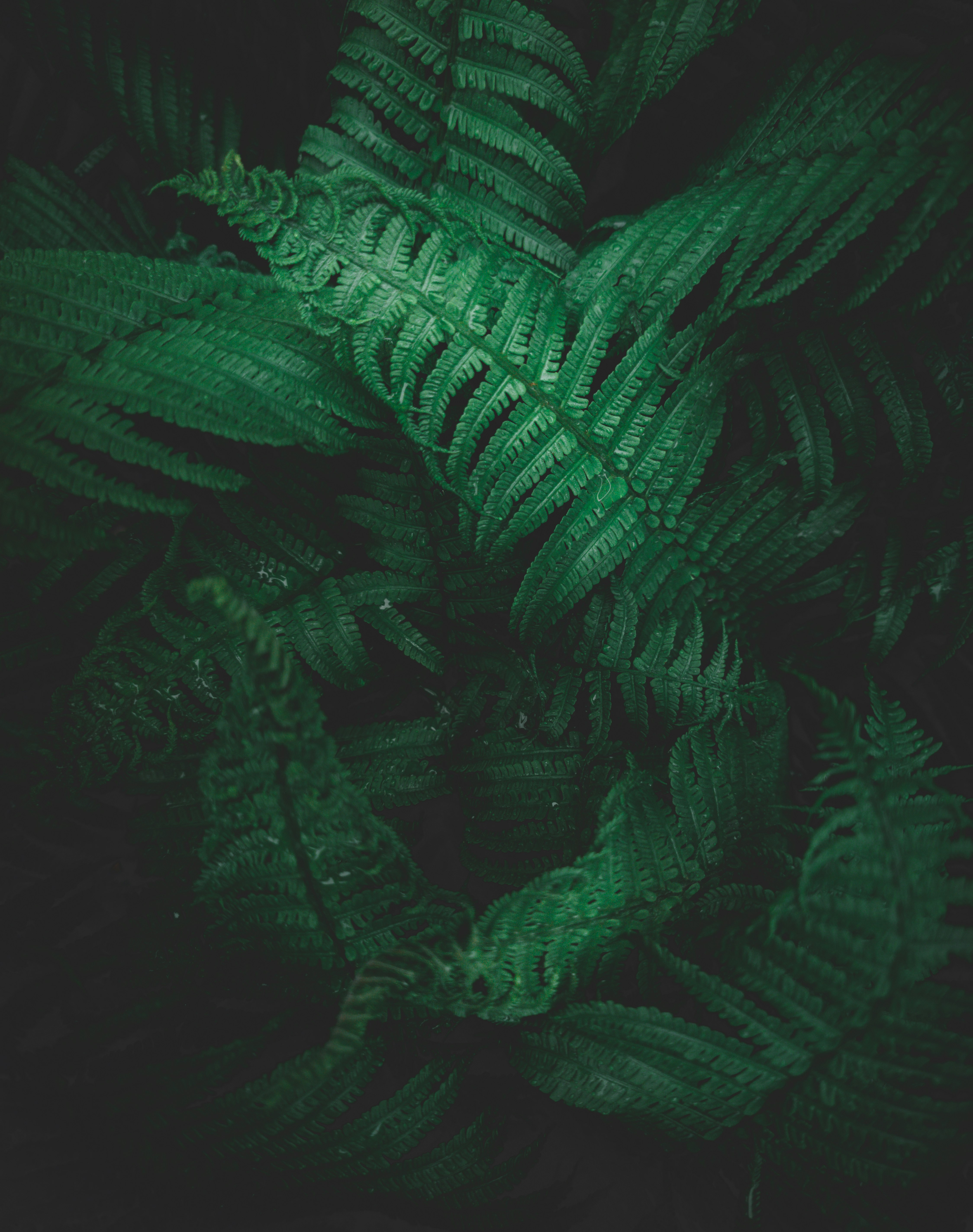 green fern plant in close up photography